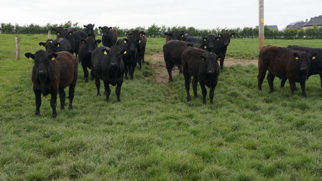 Roadtrip cattle