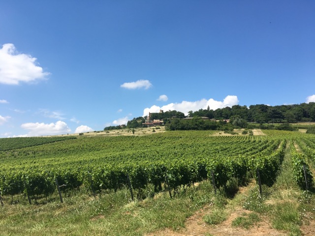 Vineyard France